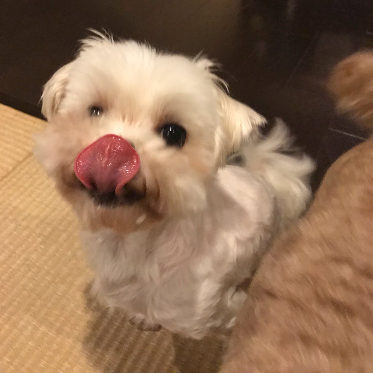 39oshitari's tweet photo. ねぇご飯粒ついてるよ https://t.co/LeLEM7wYGB