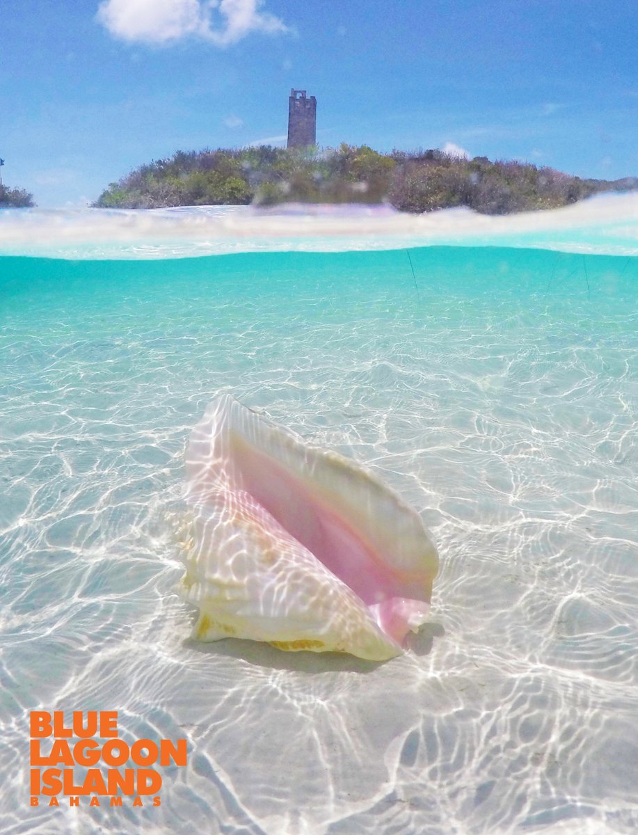 BlueLagoonIslnd's tweet photo. Beach treasures. #TravelTuesday #Bahamas #BlueLagoonIsland #DolphinEncounters https://t.co/9umn2GiILk