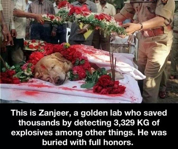 InspiringTee's tweet photo. Hero dog!
#dogs #dogsoftwitter #dogslife #pet #puppy #pets #animal #animals #amazing #love #faith #respect #TuesdayThoughts #inspiration https://t.co/18SDxwqzDA