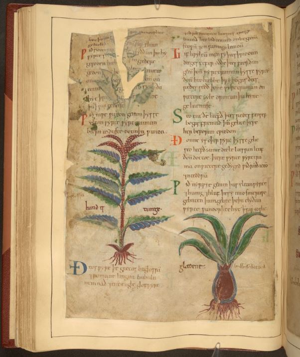 BLMedieval's tweet photo. Anglo-Saxon herbal including houndstongue &amp; poppy with Old English labels (hundes tunge &amp; popig)!  https://t.co/W7yGzPpVJ7 #PolonskyPre1200🌿 https://t.co/uYY3RReEtO