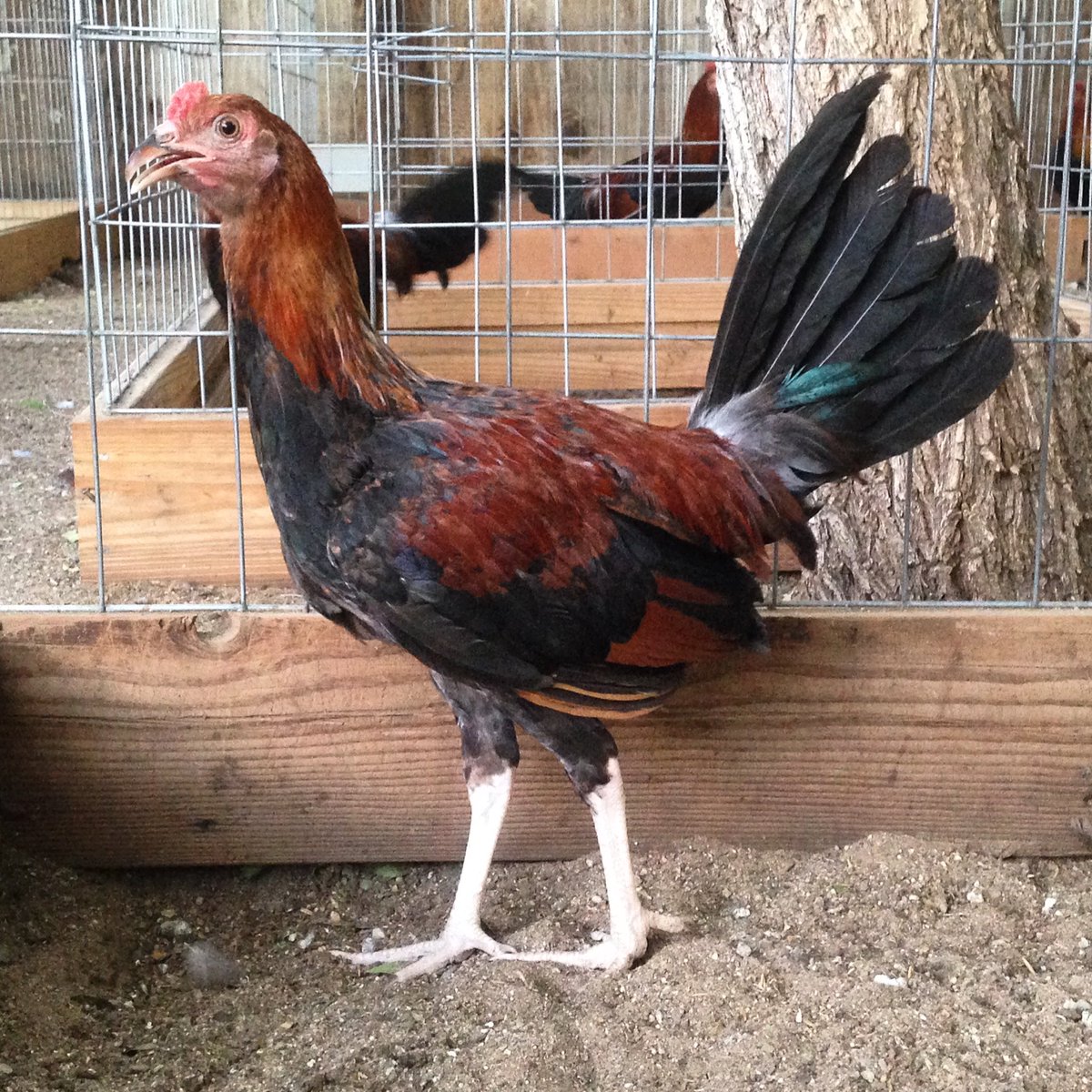 GallosGamefowl's tweet photo. Lacy Roundhead stag https://t.co/X4Q26awG48