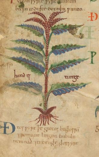 BLMedieval's tweet photo. Anglo-Saxon herbal including houndstongue &amp; poppy with Old English labels (hundes tunge &amp; popig)!  https://t.co/W7yGzPpVJ7 #PolonskyPre1200🌿 https://t.co/uYY3RReEtO