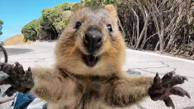  Happy (late) Birthday!!! Here is a quokka sending you a birthday hug. 