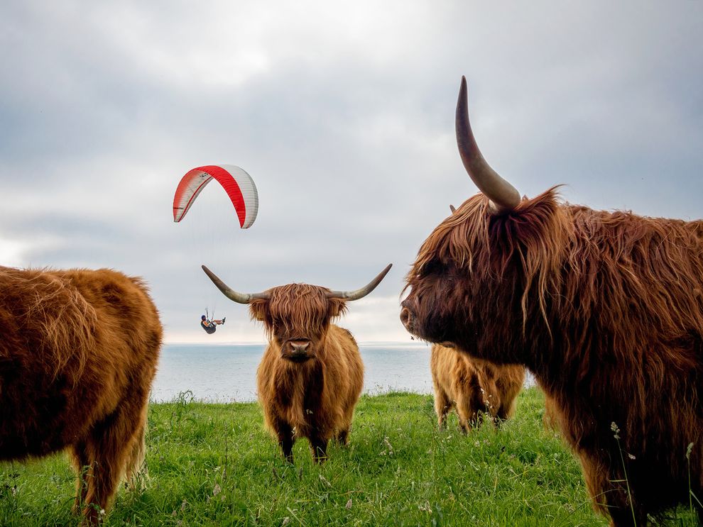 kepamer's tweet photo. Picture of a paraglider in the sky with Highland cattle in the foreground, Denmark https://t.co/osp5HkWLAG