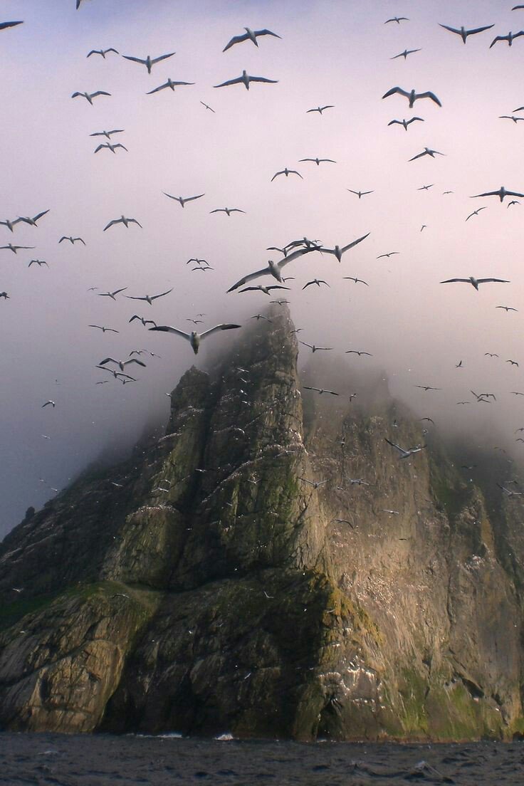 Seagulls
