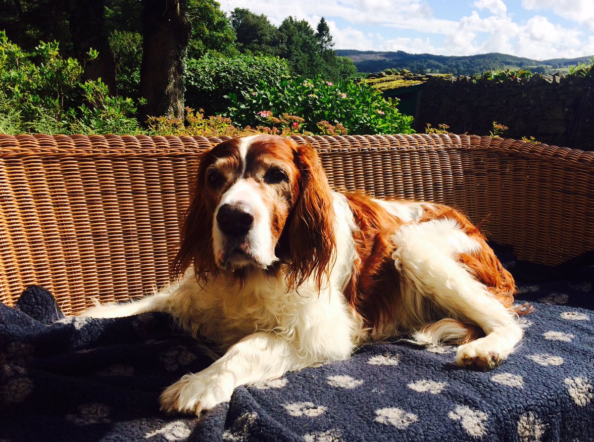 Tim_C_Ingram's tweet photo. Quinn relaxing after her walk. #IRWS #lakedistrict https://t.co/G0yn0MU8F0