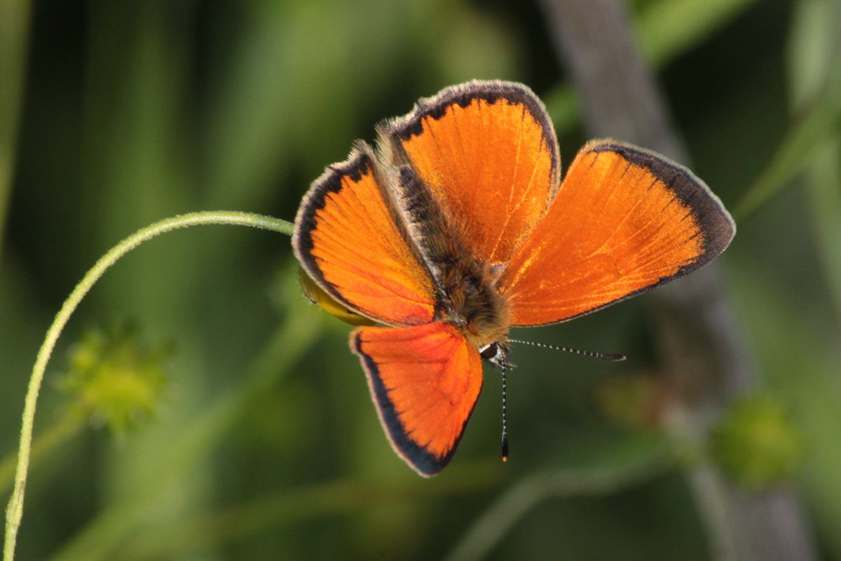 ElfMika's tweet photo. #Butterflies | #LargeCopper
https://t.co/7TYQmxqcYO
#lycaenadispar #perhoset #fjรคrilar #photography #isokultasiipi #guldvinge #insects https://t.co/xKWYfxDwqC