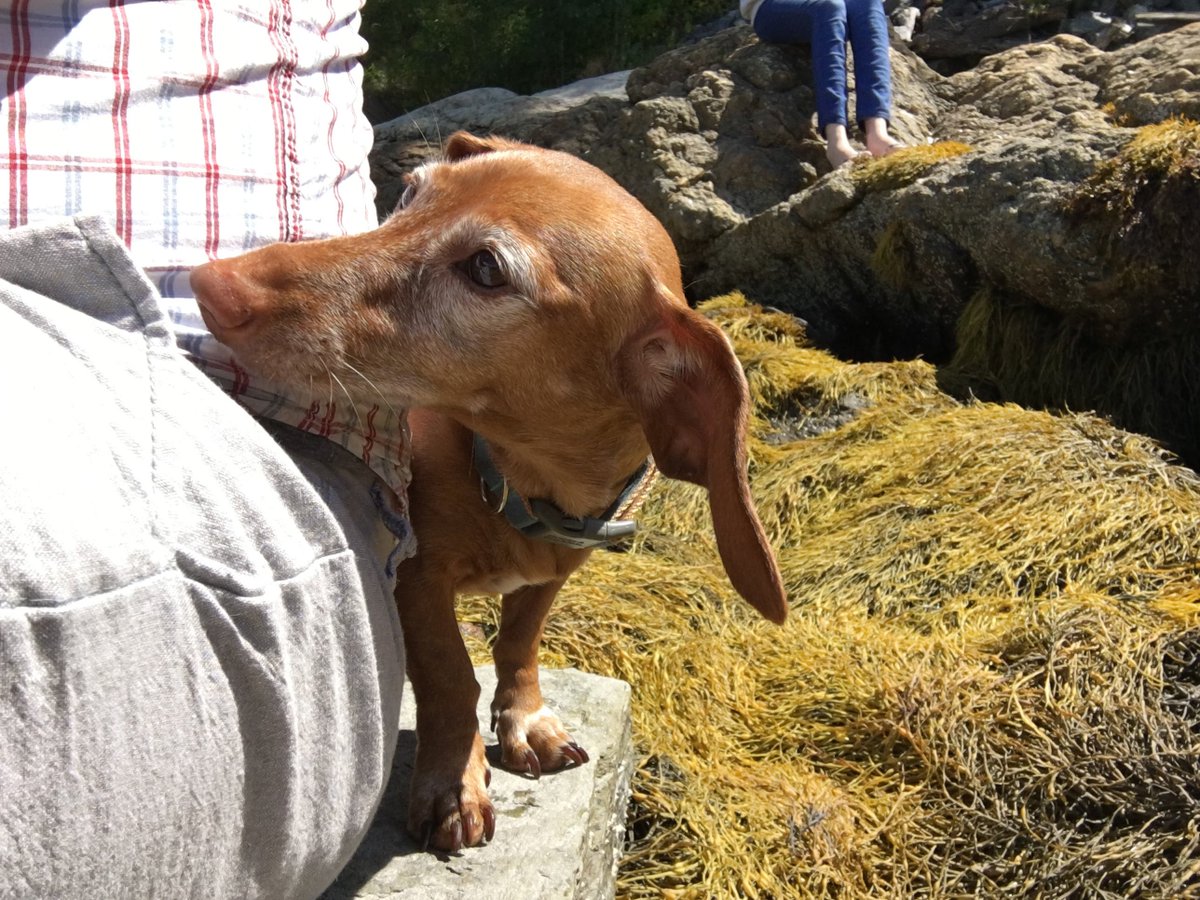 darienlibrary's tweet image. Hazel keeps all the other dogs in line and doesn't take any guff.

#DogDaysOfSummer #librarydogs #dogsoftwitter