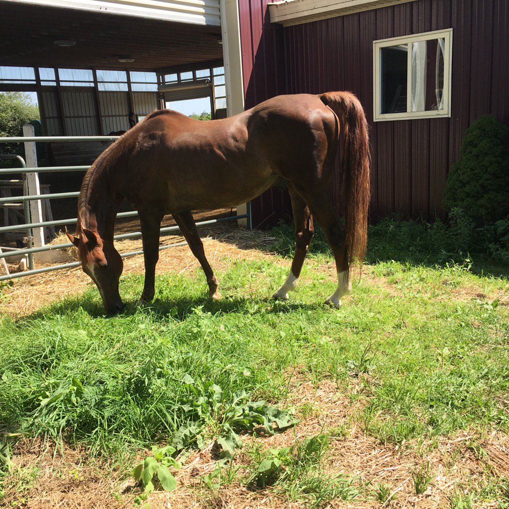 sherryrshoblom's tweet image. Weed whacker!