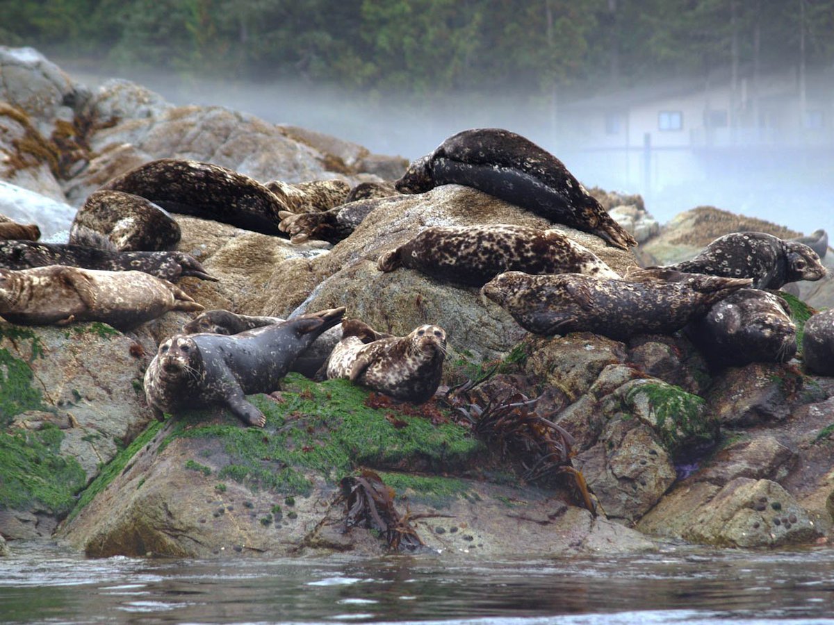 April_Point's tweet image. Amazing laziness, as captured by our Marine Centre staff member Julia. Our wildlife adventure tours rock. #wildlifetours #aprilpoint #pnw