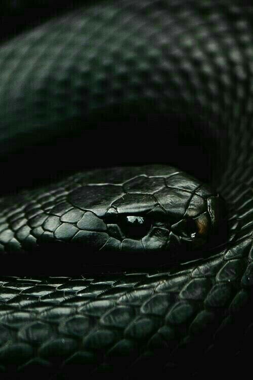 SadisticRiddles's tweet image. ༺ тнeo rιddle ༻

   »ĸnown aѕ #worмтaιl. deѕcendanтѕ/нarry poттer rp. oғ voldeмorт and вellaтrιх. gay. мιrrored lιтeracy. ѕнιpѕ wιтн cнeм.