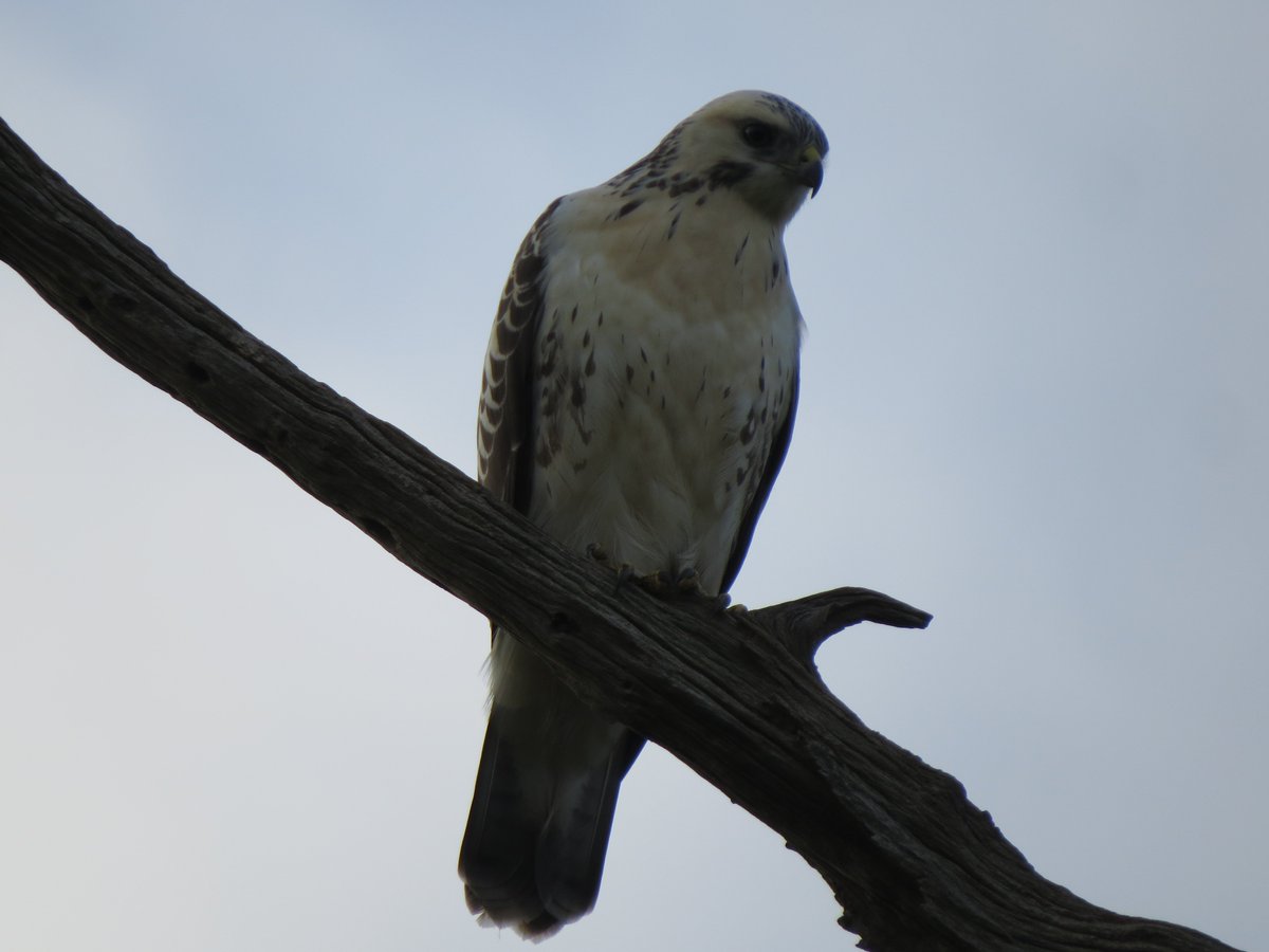 Nickgoatman's tweet image. Lovely White Juv Buzzard At Frampton Pools #GlosBirds