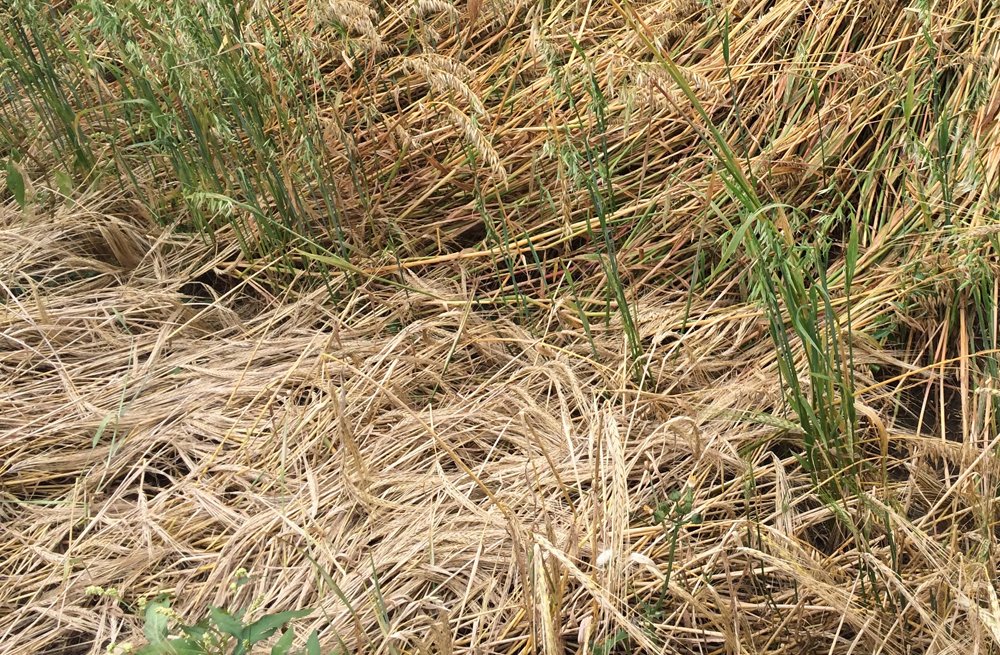 MouterijDeKiem's tweet photo. Droogte gevolgd door extreme regen = drama bij de historische en zeldzame graansoorten op het proefveld #bier #whiskey #biodiversteit #smaak https://t.co/E0B94QQtjC