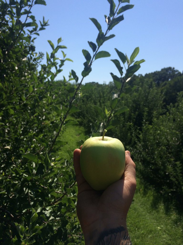 Starting to pick some of our own ginger gold today! #PAapples #PAfarming