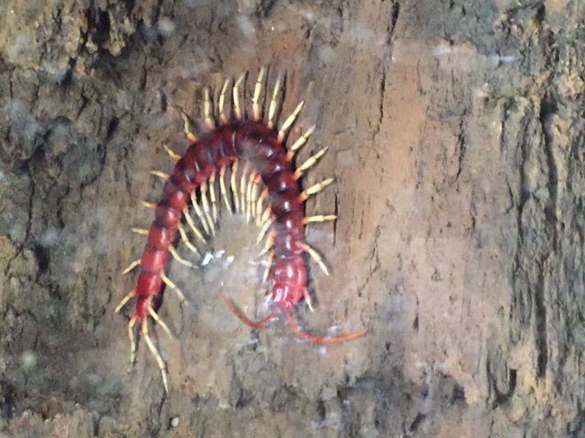 GoYuck's tweet image. Weirdest game of Centipede we have ever played. #YuckScienceVisitsTheZoo