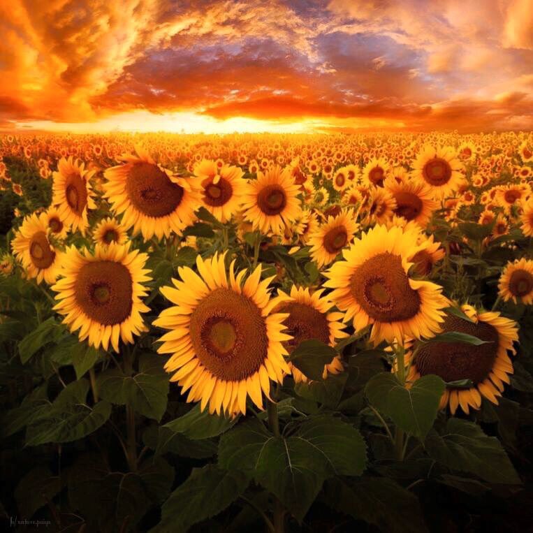 🏹 سهام 🏹🇪🇬 𓅬𓉔𓄿𓅓𓁐 tweet media