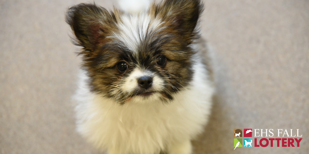 EdmontonHumane's tweet photo. EHS Fall #lottery is OPEN! Help support the 1000s of animals that come into our care each year. Visit https://t.co/MFjeeC4Cs4 #win #cash https://t.co/WXWBRRY52G