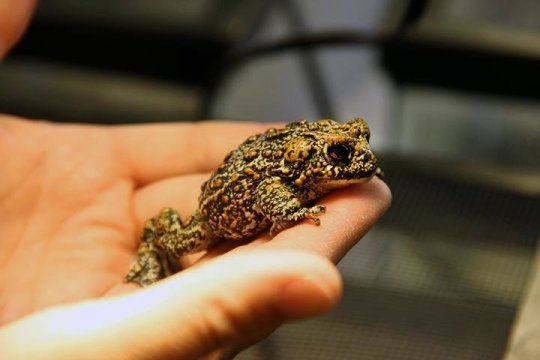 Rare discovery of three new toad species in Nevada's Great Basin - buff.ly/2tZHWxL