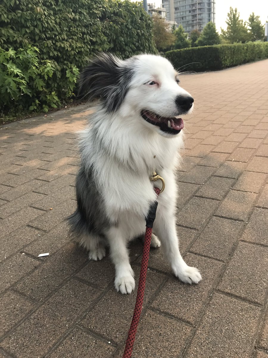 angelatytran's tweet image. Happiness is taking (stealing) @dustin cutie petutie pup for a stroll along the water in Vancouver ❤️