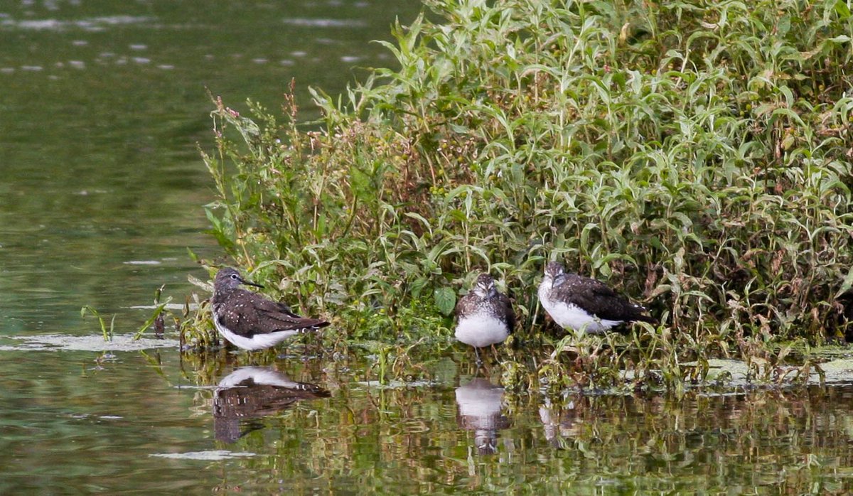 MarstonOrnitho's tweet photo. 3 Green Sandpipers on the scrape this evening.....@lincsbirders https://t.co/jNMzqC13f3