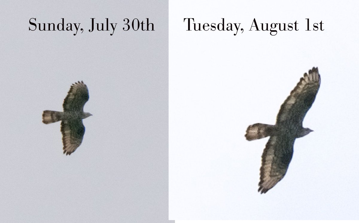 ShadoxhurstMan's tweet image. Todays H Buzzard - same bird as Sunday. Orles forest has many C  buzzards + young, so hes likely kept on the move in open countryside.