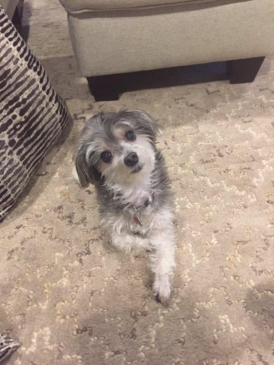 KellyBell96's tweet image. Rest In Peace my sweet Abby girl 💔 thanks for being the best puppy a girl could ask for these past 11 years