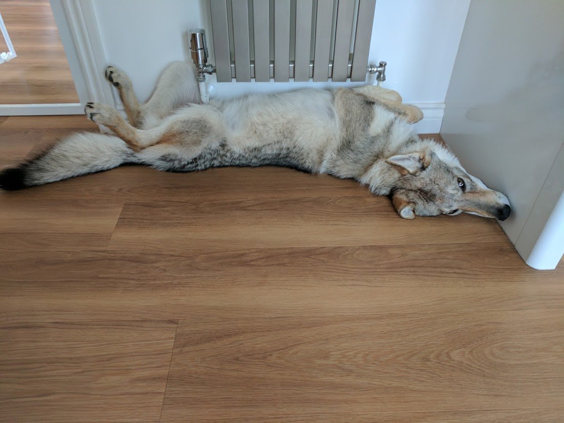 danielkinguk's tweet photo. A day in the life of a #CzechoslovakianWolfdog #CzechWolfDog #Vlcak, #MostlySleeping. https://t.co/zoKiEZMXOD