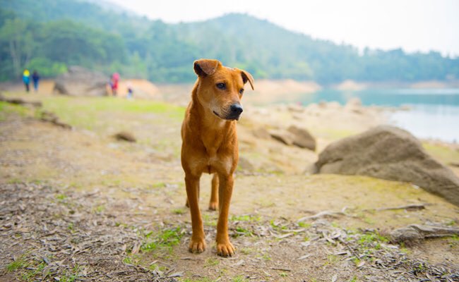 'Victory! #Bali Bans The Dog Meat Trade' Congrats <a href="/AnimalsAus/">Animals Australia</a> phenomenal achievement: care2.com/causes/victory… #EndDogMeatTrade