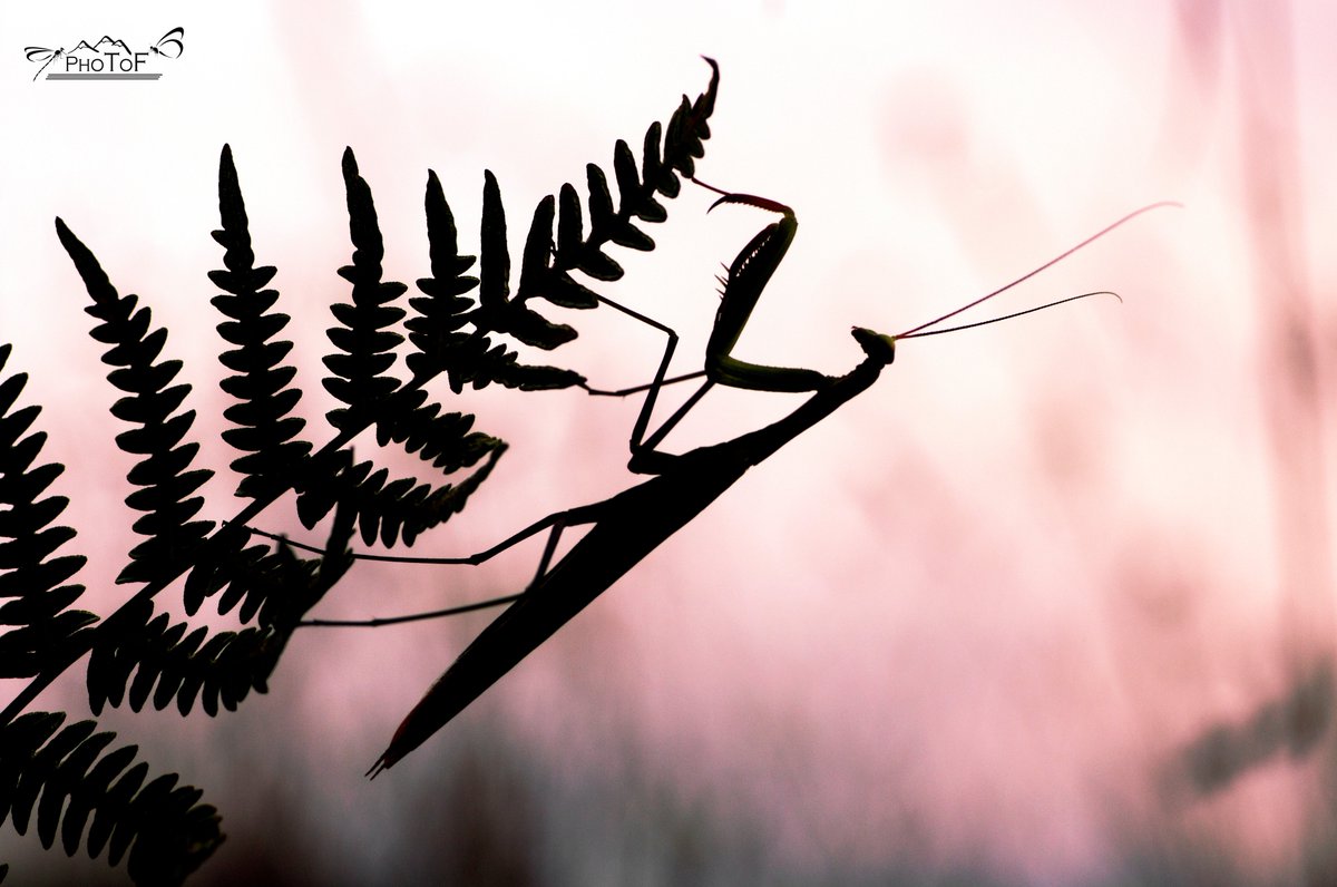PhoToF_'s tweet photo. Mante religieuse #mantis https://t.co/zEc2F7EhKI