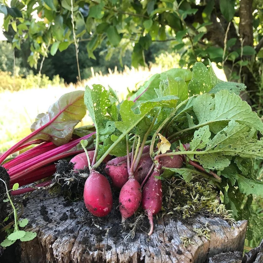 CotswoldAllotmenteer tweet media