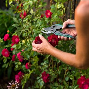 How to Take Care Of Your Roses: homeinformationguru.com/?p=2564