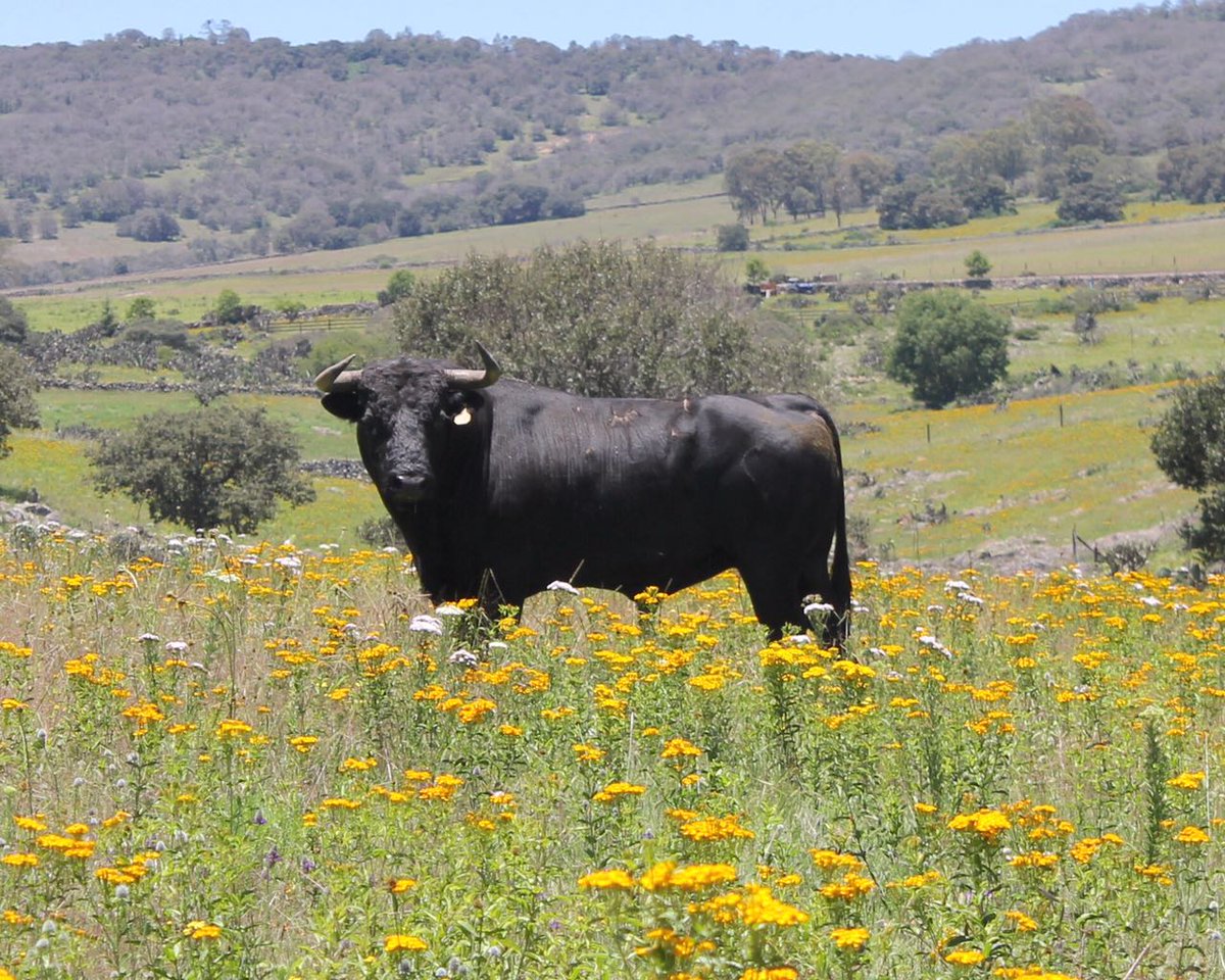 Gusarapo de Jaral , padreando en <a href="/6LasHuertas6/">Ganaderia LasHuertas</a> de Rodrigo Barroso .