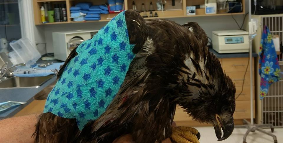 DouglasVets's tweet photo. A juvenile #baldeagle that Dr. Berry recently saw with a fractured wing. #wildlife #vetmed https://t.co/FuHuLChNWD