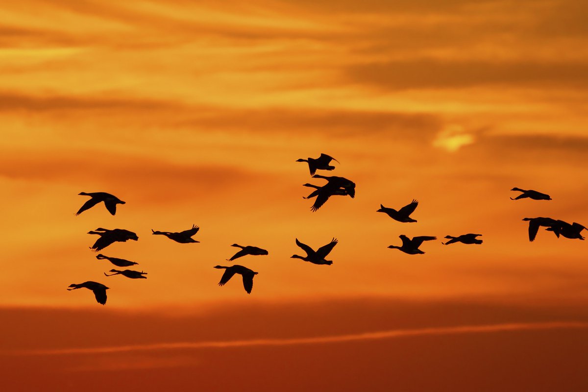 environmentca's tweet image. #Hunters: The #MigratoryBirds #HuntingPermit is now available online! Just buy it, print it and sign it! ow.ly/1MGa30e4U2z