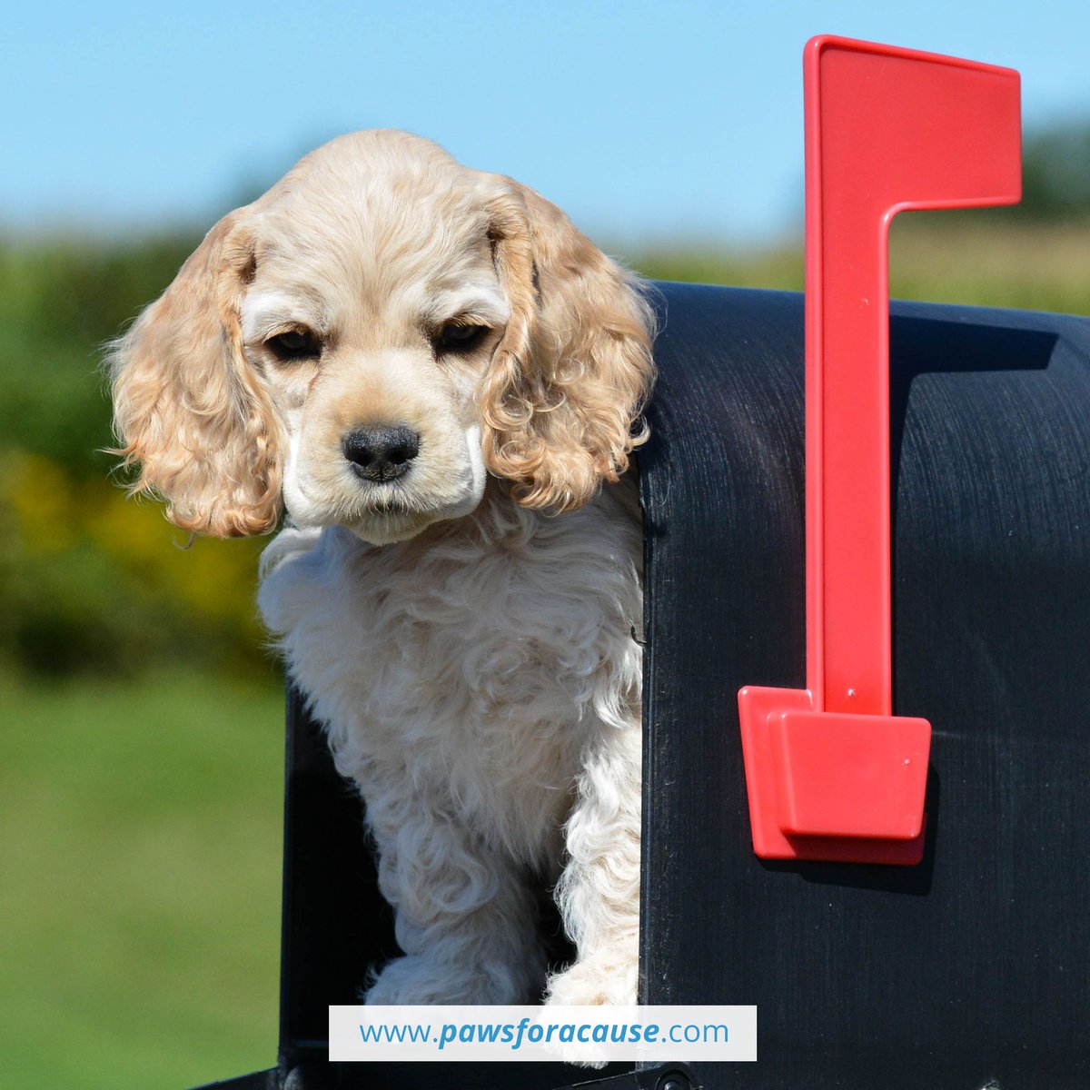Paws For A Cause tweet media