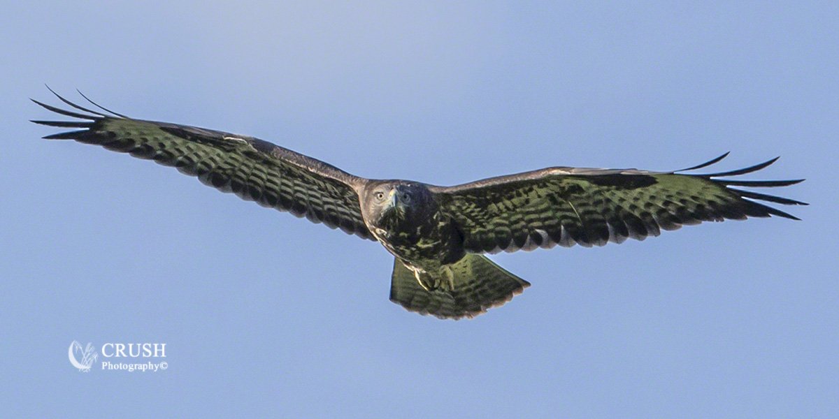CRUSH_Photoblog's tweet image. &apos;Straight between the Eyes&apos; #Buzzard by CRUSH Photography© crush.photography