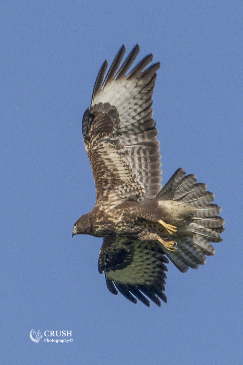 CRUSH_Photoblog's tweet image. &apos;Born Free&apos; #Buzzard by CRUSH Photography© crush.photography