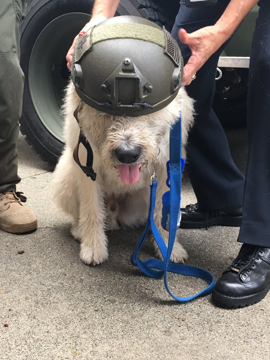 RetComAffairsK9's tweet photo. I think I could make the team! #SWATDog https://t.co/SkpW3exnEv