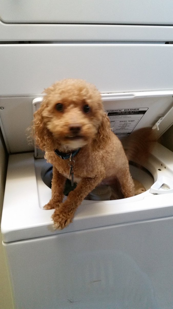 obxu4ea's tweet photo. She said to wash the dog and do the laundry while she was at work. https://t.co/FLE53QHop4