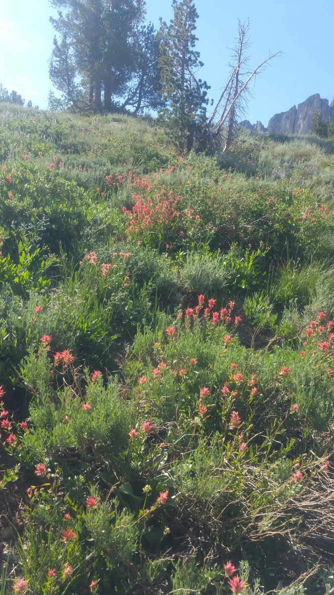 ADavidRob's tweet image. Near Carson Pass 7/29/17