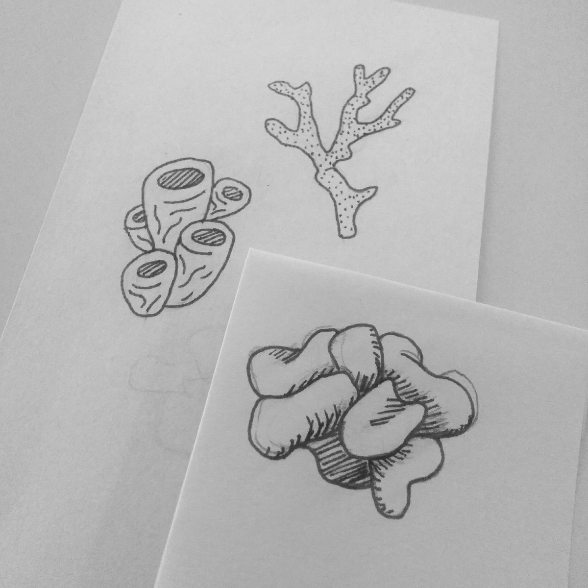 Been making all these little sketches of coral for a new project!
#dailydrawing #coral #tinysketch #yeg  #illustration