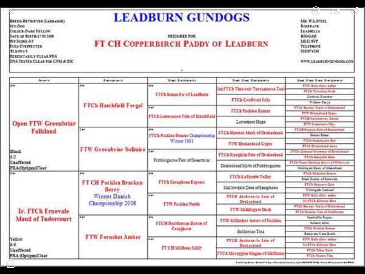 3x dog pups still available  they are a friends litter if interested message me and I'll pass on his number 👍