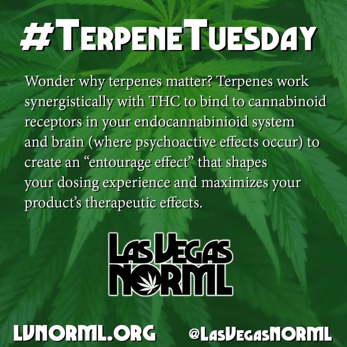 LasVegasNORML's tweet photo. #DidYouKnow its #TerpeneTuesday ? Get educated and advocate with #LVNORML today! https://t.co/QoEGT9ATvj