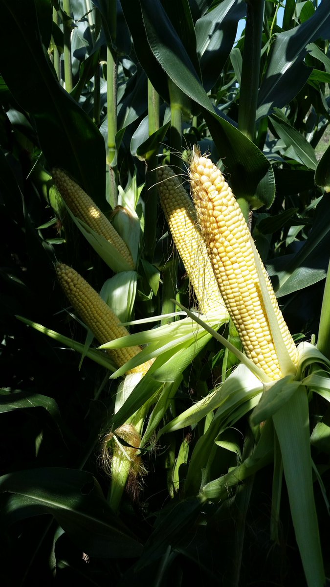 bill_pohlmeier's tweet photo. @PioneerNebr 0801 getting it done at Ayr. 47 long x 20 around #earflex https://t.co/2L8ctmNmXO