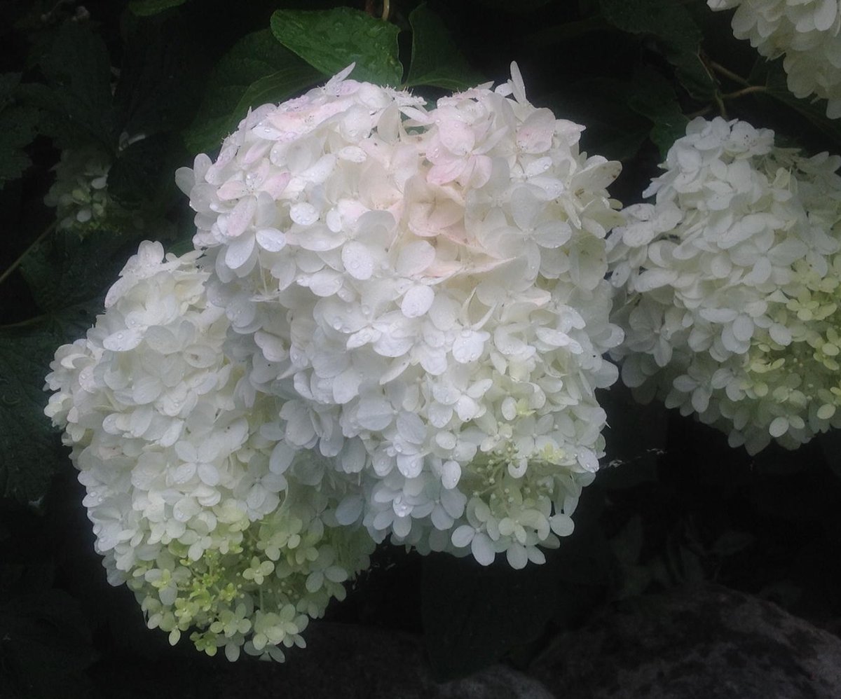 Hydrangea happiness. #Sumsumsummertime