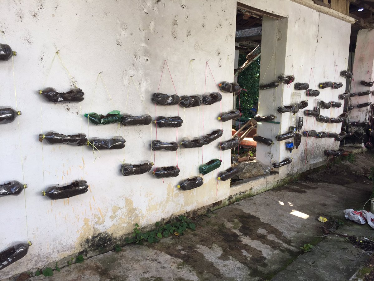 arabigabean's tweet photo. This is incredible, This Farmers have managed to harvest on the walls of their houses in Puebla, they don't miss a spot. #alternativefarming https://t.co/XOHMHMZru8