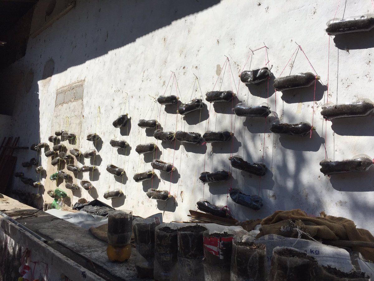 arabigabean's tweet photo. This is incredible, This Farmers have managed to harvest on the walls of their houses in Puebla, they don't miss a spot. #alternativefarming https://t.co/XOHMHMZru8