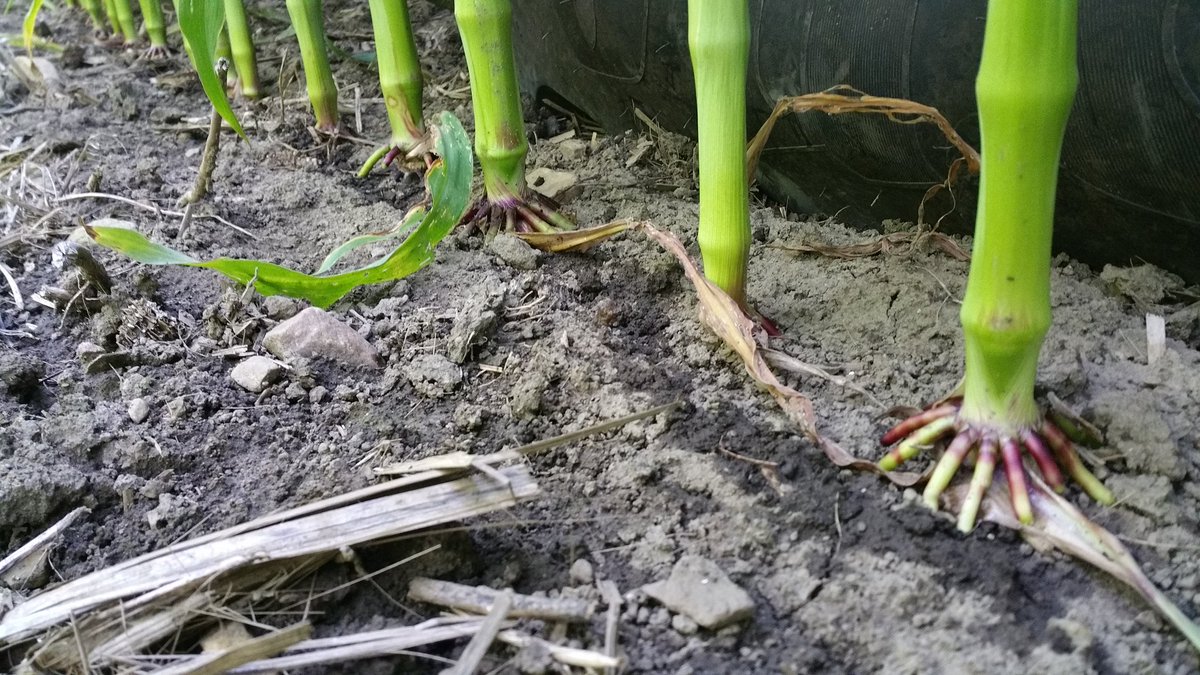 farmerschneck's tweet photo. #sidedress17 continues up to vt #corn in the @OntarioSoilCrop #tier2 @360yieldcenter #ydrop plot yr3 #nutraboss getting it done. #ontag #4r https://t.co/5FnTBfqjEx