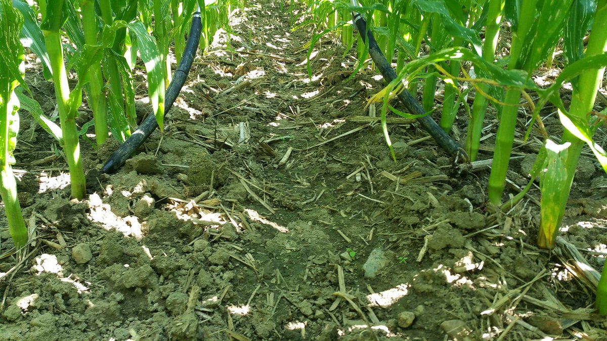 farmerschneck's tweet photo. #sidedress17 continues up to vt #corn in the @OntarioSoilCrop #tier2 @360yieldcenter #ydrop plot yr3 #nutraboss getting it done. #ontag #4r https://t.co/5FnTBfqjEx