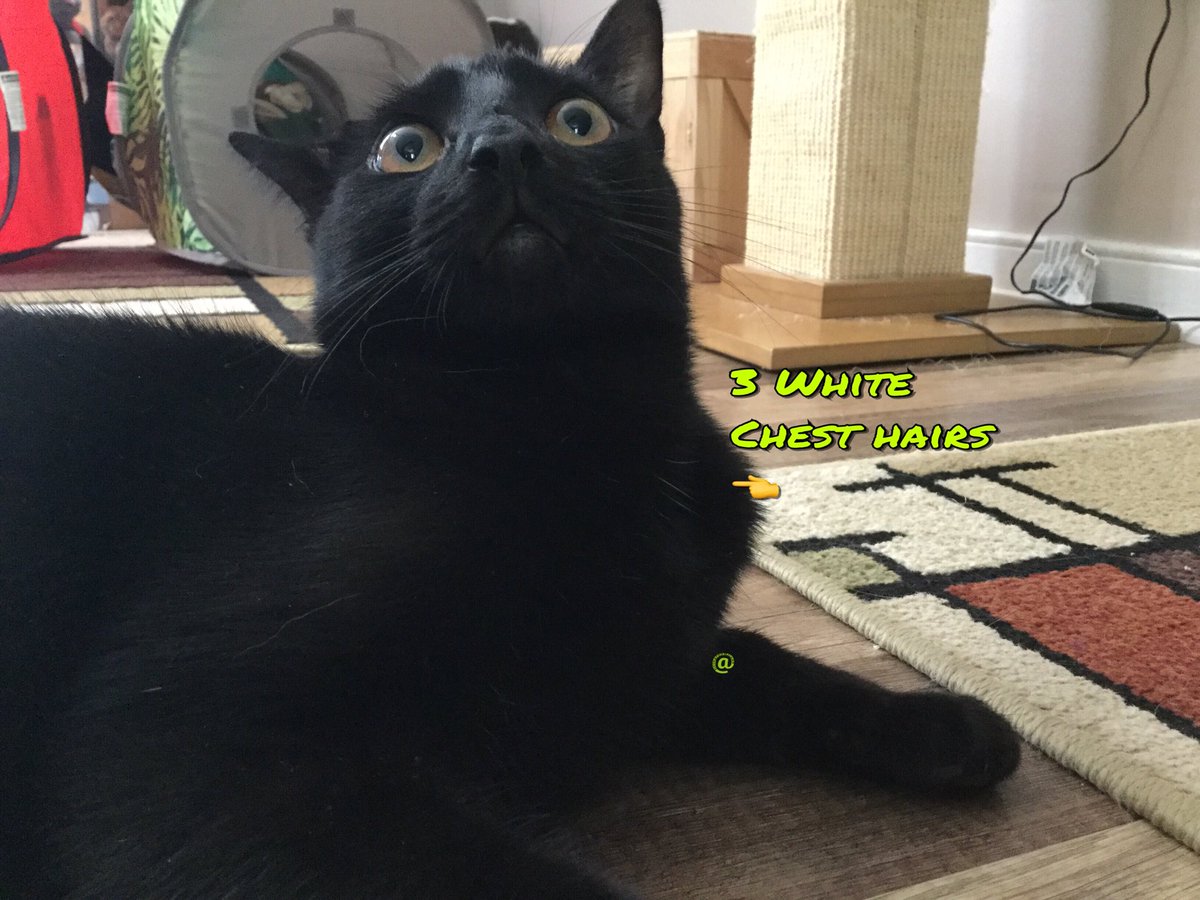 livingroomlions's tweet photo. He was asked a question. #TuesdayThoughts https://t.co/SpIuZaxyJZ